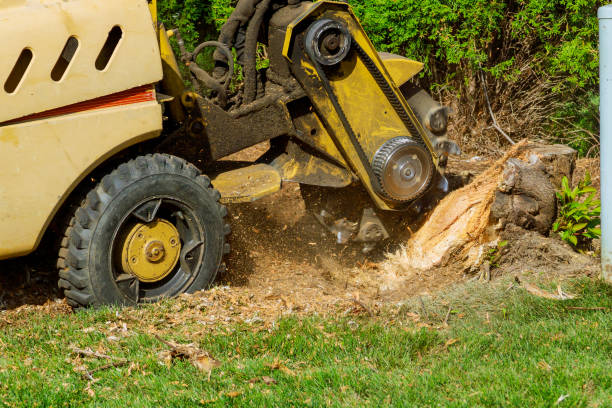 Trusted Susan Moore, AL Tree Removal Experts