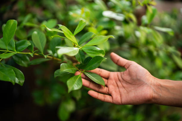 How Our Tree Care Process Works  in  Susan Moore, AL